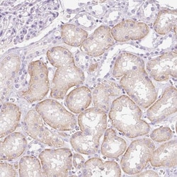Paralemmin 3 Antibody, Novus Biologicals:Antibodies:Primary Antibodies